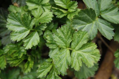 Geum rivale, Water Avens