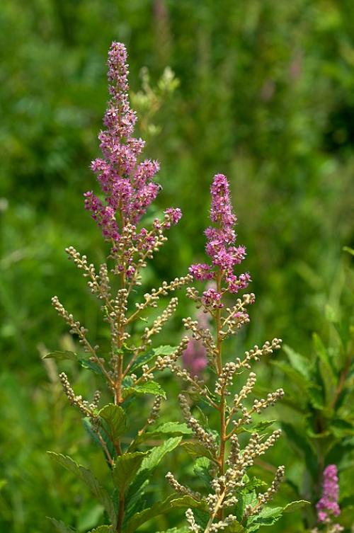 Spiraea tomentosa, Steeplebush