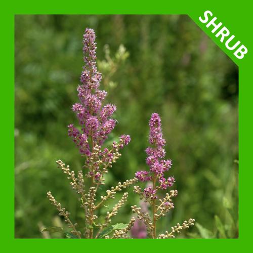 Spiraea tomentosa, Steeplebush