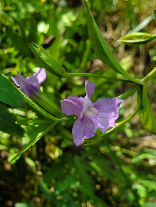 Mimulus ringens, Allegheny Monkeyflower 