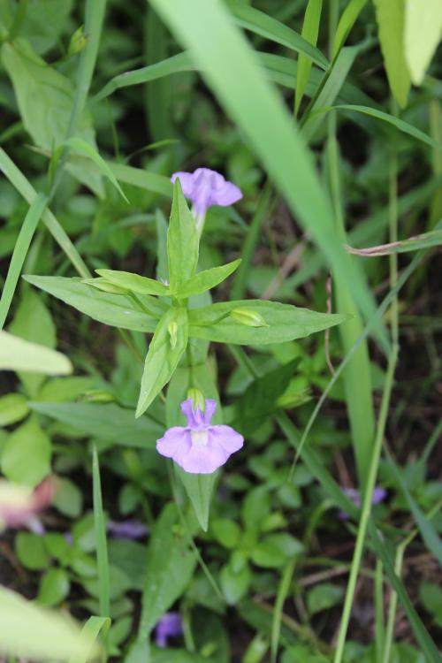 Mimulus ringens, Allegheny Monkeyflower 