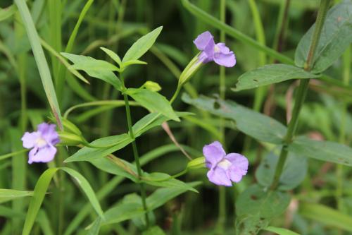 Mimulus ringens, Allegheny Monkeyflower 