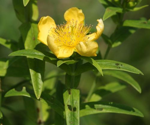 Hypericum ascyron subsp. pyramidatum, American Great St. John&#039;s-wort