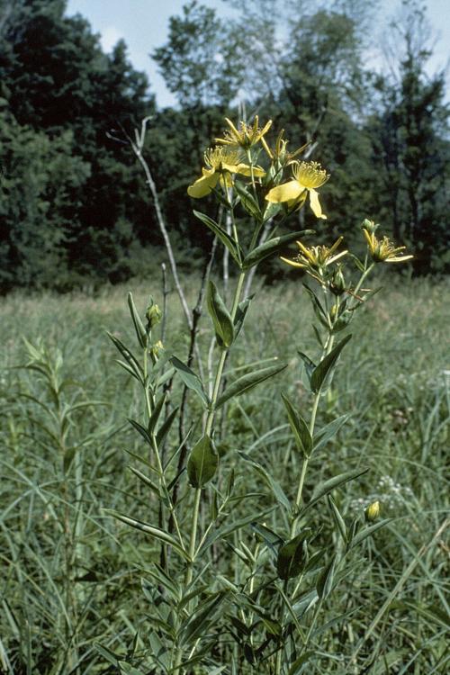 Hypericum ascyron subsp. pyramidatum, American Great St. John&#039;s-wort