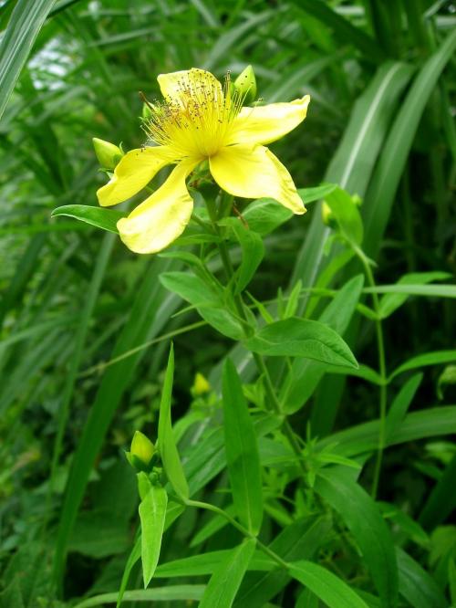 Hypericum ascyron subsp. pyramidatum, American Great St. John&#039;s-wort