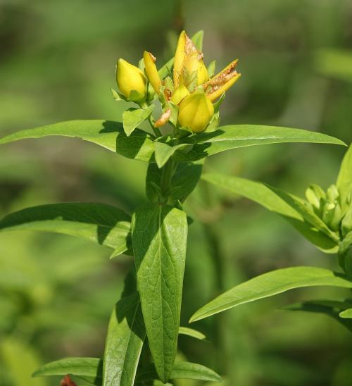 Hypericum ascyron subsp. pyramidatum, American Great St. John&#039;s-wort