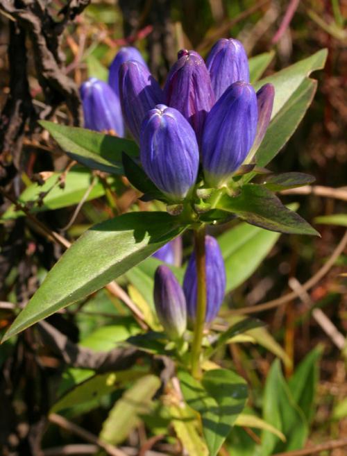 Gentiana andrewsii, Closed Bottle Gentian