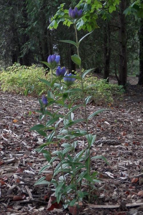 Gentiana andrewsii, Closed Bottle Gentian