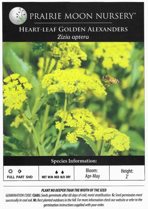 Zizia aptera, Heart-leaf Golden Alexanders