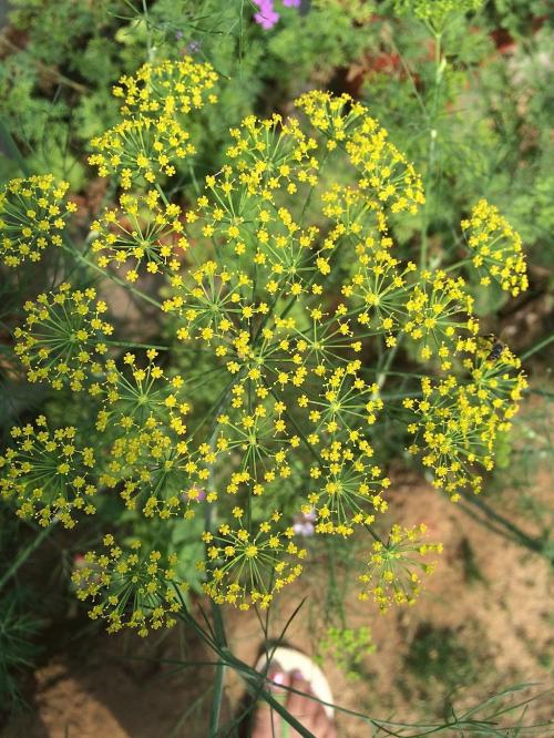 Zizia aptera, Heart-leaf Golden Alexanders