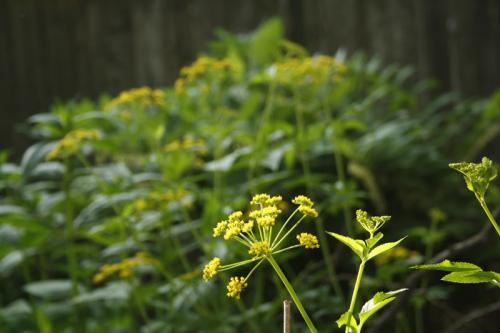 Zizia aurea, Golden Alexanders 