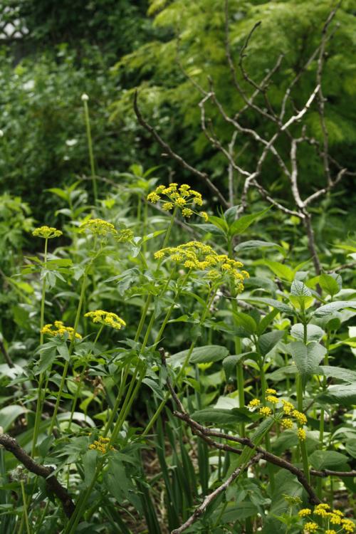Zizia aurea, Golden Alexanders 