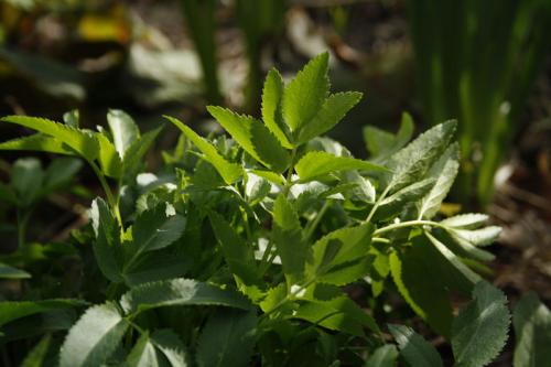 Zizia aurea, Golden Alexanders 