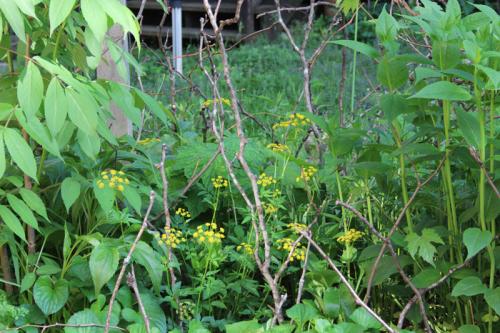 Zizia aurea, Golden Alexanders 