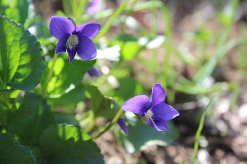 Viola sororia, Wooly Blue Violet