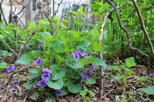 Viola sororia, Wooly Blue Violet
