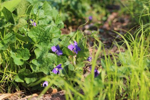 Viola sororia, Wooly Blue Violet