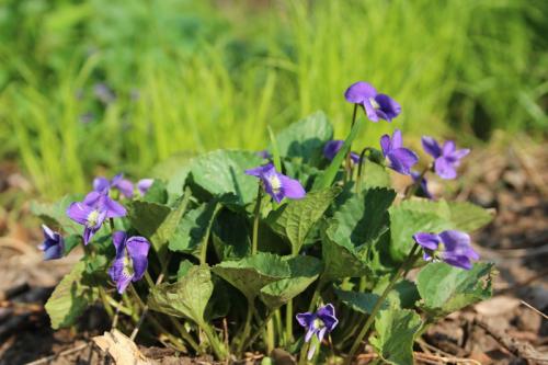 Viola sororia, Wooly Blue Violet