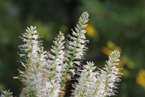 Veronicastrum virginicum, Culver&#039;s root