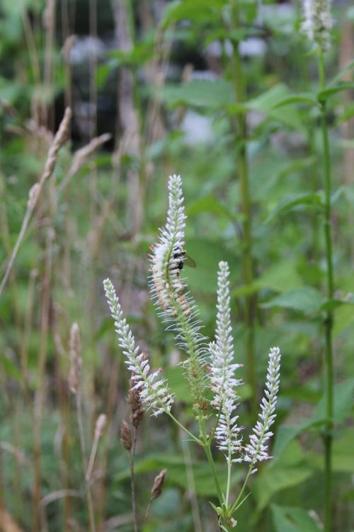 Veronicastrum virginicum, Culver&#039;s root