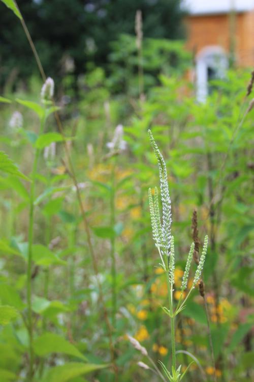 Veronicastrum virginicum, Culver&#039;s root