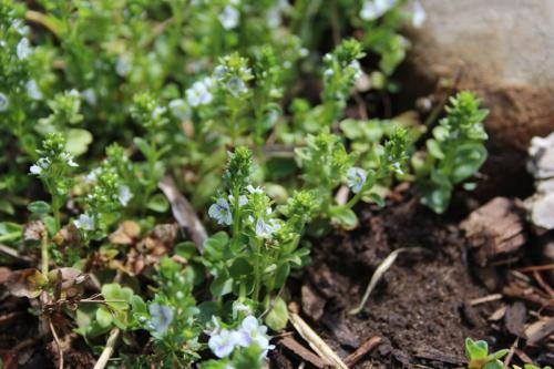 Veronica serpyllifolia, Thyme-leaf Speedwell