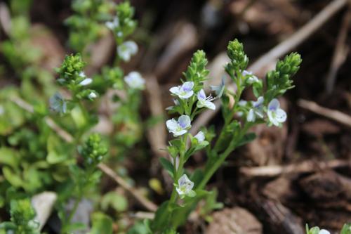 Veronica serpyllifolia, Thyme-leaf Speedwell