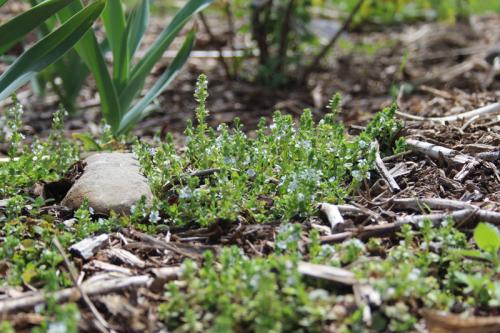 Veronica serpyllifolia, Thyme-leaf Speedwell