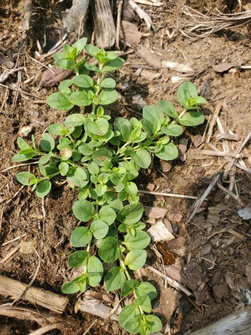 Veronica serpyllifolia, Thyme-leaf Speedwell