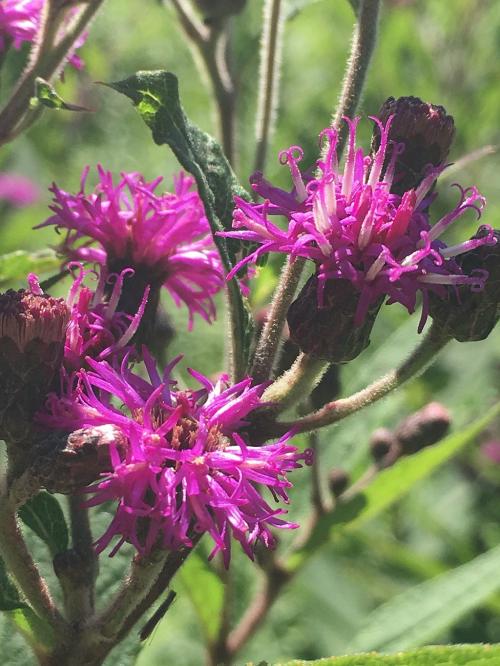 Vernonia missurica, Missouri Ironweed
