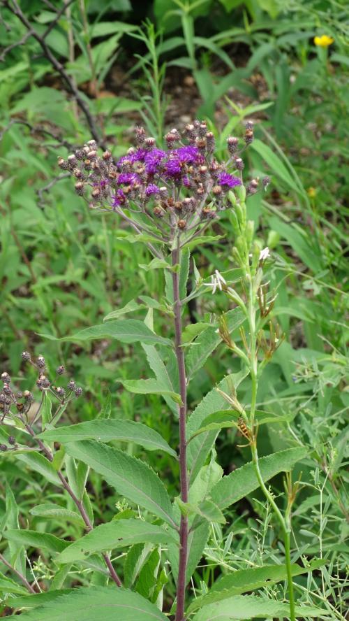 Vernonia missurica, Missouri Ironweed