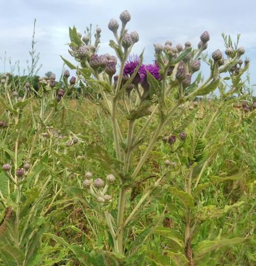 Vernonia missurica, Missouri Ironweed