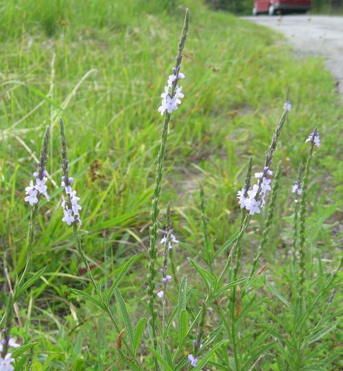 Verbena simplex, Narrow-leaved Vervain