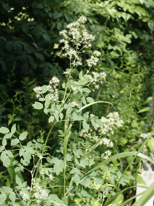 Thalictrum pubescens, Tall Meadow Rue