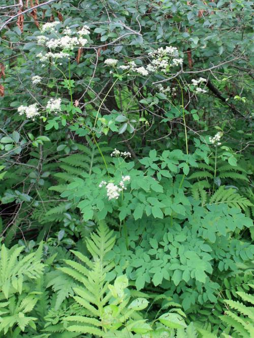 Thalictrum pubescens, Tall Meadow Rue