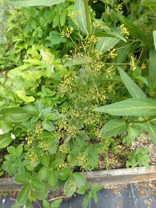 Taenidia integerrima, Yellow Pimpernel