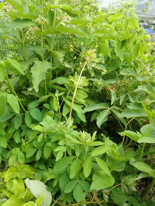 Taenidia integerrima, Yellow Pimpernel