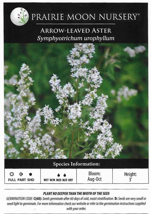 Symphyotrichum urophyllum, Arrow-leaved Aster