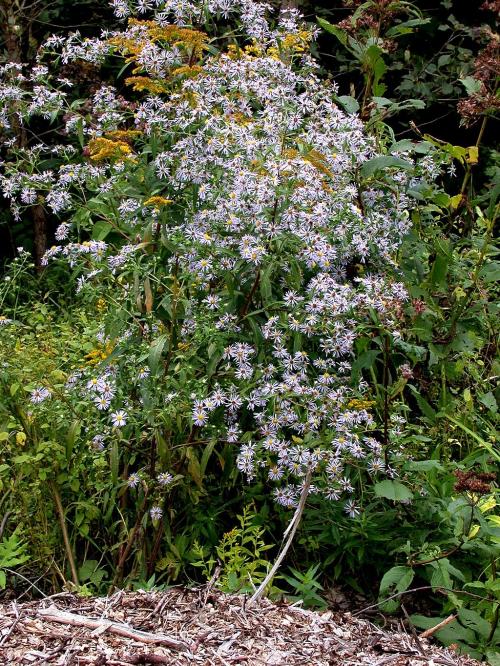 Symphyotrichum puniceum, Purple-Stemmed Aster