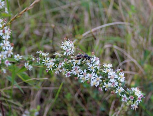 Symphyotrichum lateriflorum, Calico Aster