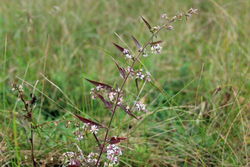 Symphyotrichum lateriflorum, Calico Aster