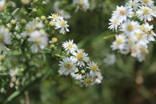 Symphyotrichum ericoides, Heath Aster