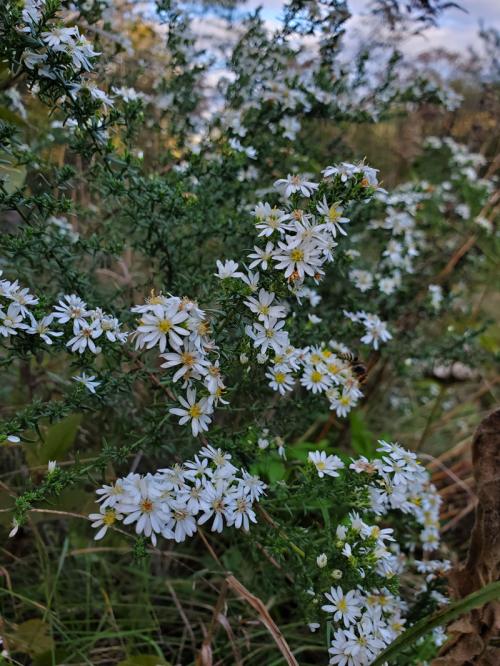 Symphyotrichum ericoides, Heath Aster