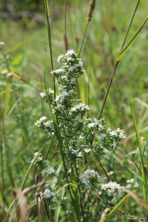 Symphyotrichum ericoides, Heath Aster