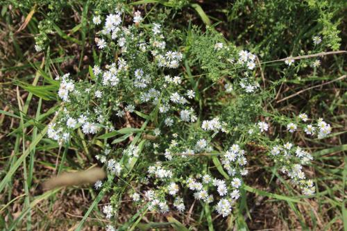 Symphyotrichum ericoides, Heath Aster