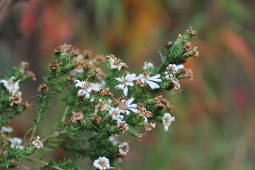 Symphyotrichum ericoides, Heath Aster