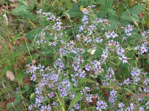 Symphyotrichum ciliolatum, Lindley&#039;s Aster