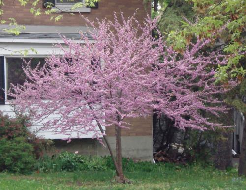 Cercis canadensis, Canada Redbud