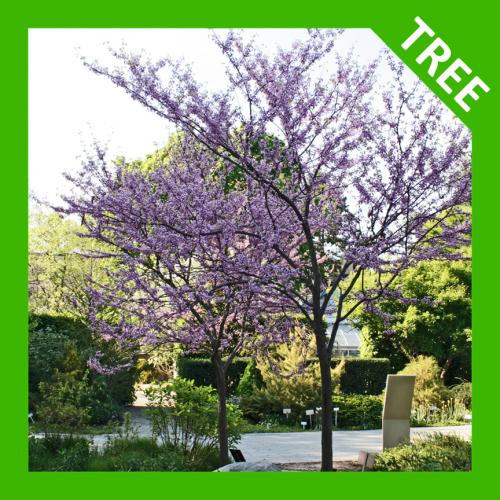 Cercis canadensis, Canada Redbud