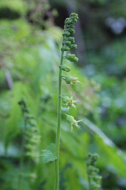 Mitella diphylla, Bishop’s Cap